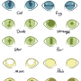 fetter-pupilguide-traits.png